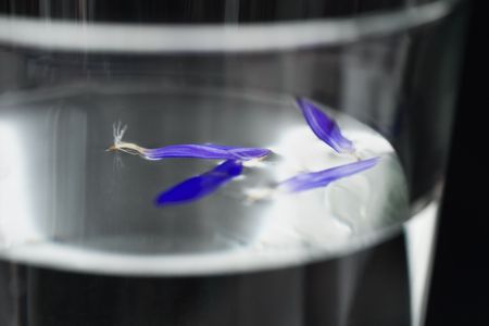 purple petals flaoting on waterの写真素材