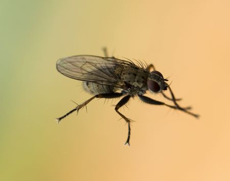 macro of a fly on a colored backgroundの写真素材
