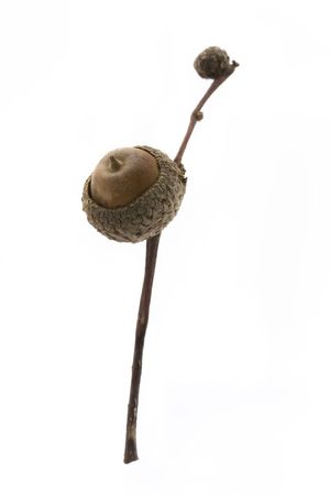 brown acorn on a branch over whiteの写真素材