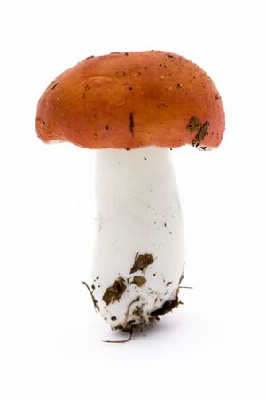 single red toadstool on a white backgroundの写真素材