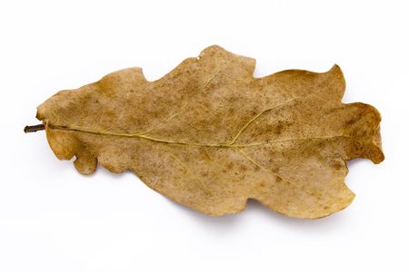 dry brown oak leaf on a white backgroundの写真素材