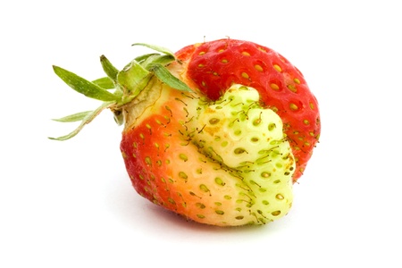 Strange shaped strawberry isolated on whiteの写真素材