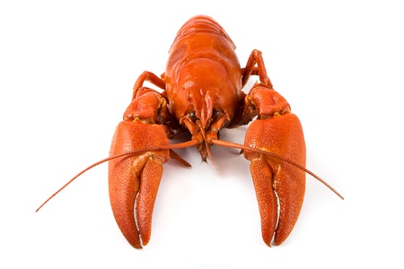 Boiled crawfish on a white backgroundの写真素材