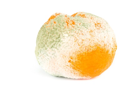 Moldy orange isolated over whiteの写真素材
