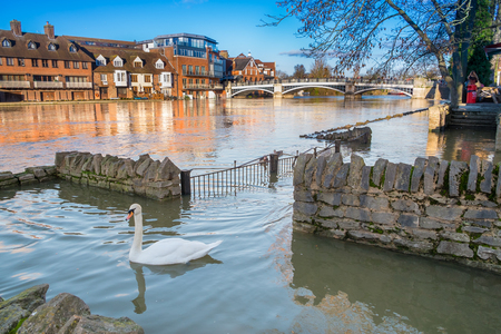 WINDSOR BERKSHIRE, UK- 11 January, 2014: View of Eton Bridge with a swan swimming on the flooded foot path on the river bank in the 2014  January floods.のeditorial素材