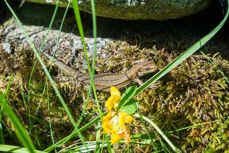 Common lizard basking on a wall.の写真素材
