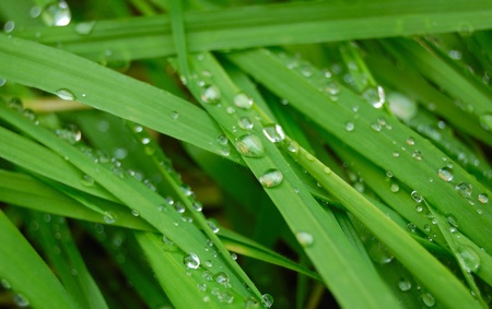 drops on a green grass