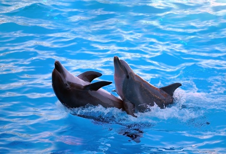 Dolphinの写真素材