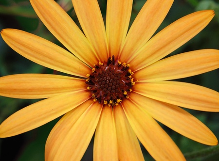 Rudbeckia fulgida Orange Coneflower - flower plant macro