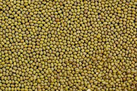 Mung bean background green black