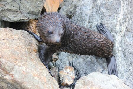 Fur seal chilling at the Pacific Ocean on the South Island of New Zealand