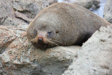 Fur seal chilling at the Pacific Ocean on the South Island of New Zealandの写真素材