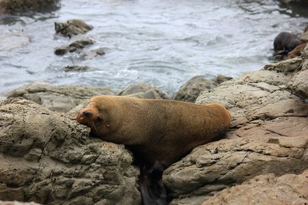 Fur seal chilling at the Pacific Ocean on the South Island of New Zealandの写真素材