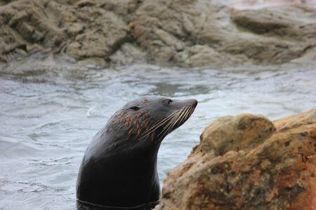 Fur seal chilling at the Pacific Ocean on the South Island of New Zealand