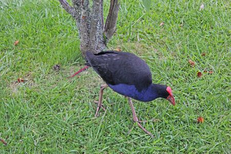 Pukeko walking around in new zealandの写真素材