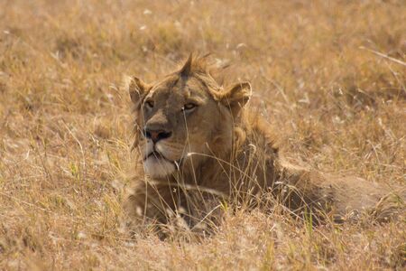 Close up of a male lion laying in the grassの写真素材