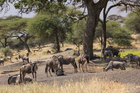 Gnus under baobabs in the african steppeの写真素材
