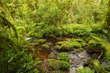 Pond in a jungle in Tanzania, africa