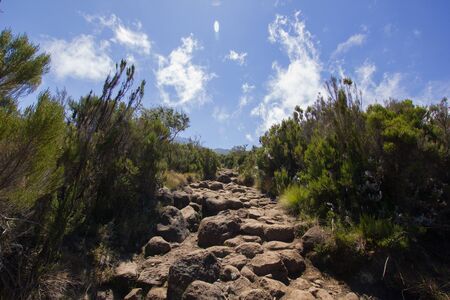 stony path beetween shrubbery under blue sky with a few ccloudsの写真素材