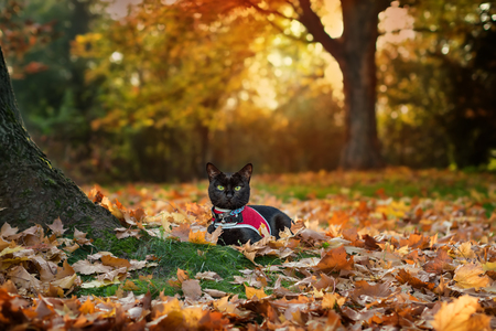 Black cat out in autumnの写真素材