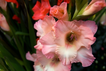 Nice decorative and colorful flowers  to sellの写真素材