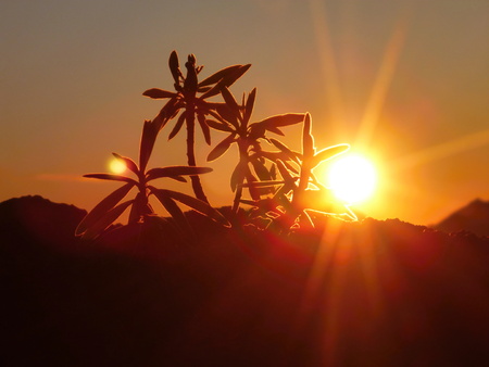 a silhouette of a plant in a colorfull sunriseの写真素材