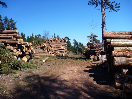 heap of tree trunks scocked in the wood