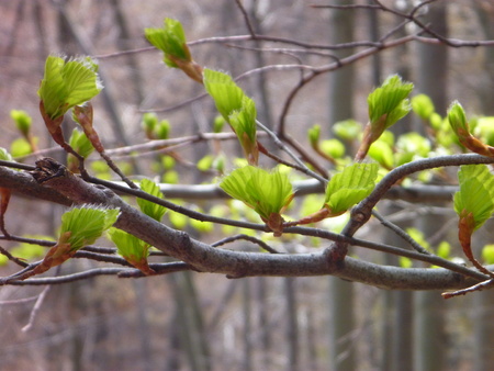a detail od a small green leaves growing in the springの写真素材