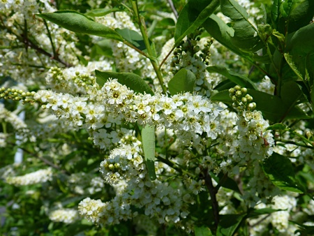 tiny white flowert on a blooming bush in springの写真素材