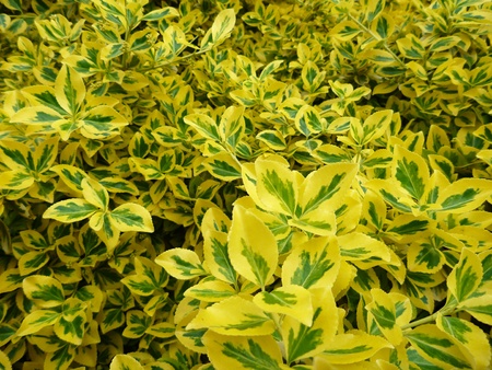 a decorative green and yellow leaf plantの写真素材