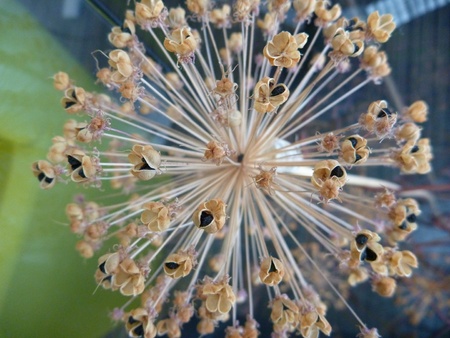 a detail of dry round decorative flowerの写真素材