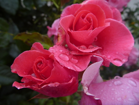 a detail of a pink rose in blossomの写真素材