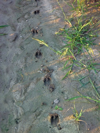 a wild animal traces in a wet soilの写真素材