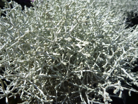 a detail od a violet heather in blossomの写真素材