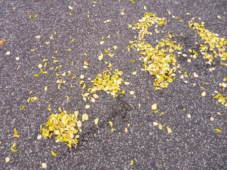 pattern of yellow autumn fallen leaves on a grey asphaltの写真素材