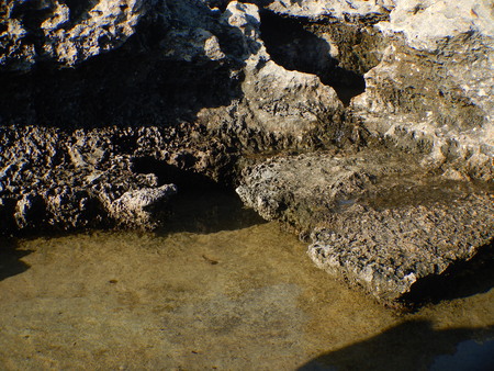 detail of a sea water weathered limestone