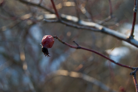 a detail of a hip rse fruit in winterの写真素材