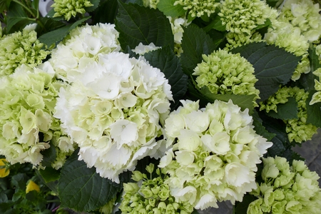 blooming flower in a fresh sunny spring day