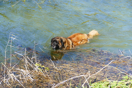 a beautiful big dog in a lakeの写真素材