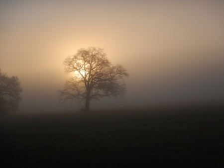 foggy morning with shining sun in the natureの写真素材
