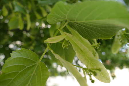 close detail of a linden tree in blossomの写真素材