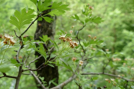 detail of green tree branches with leaves