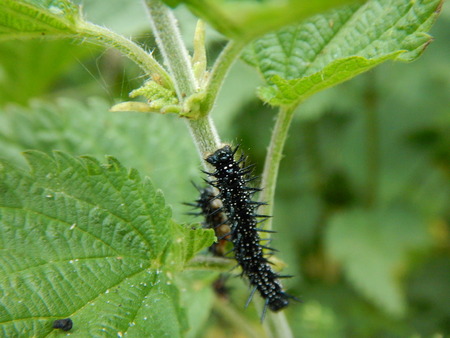 a close detail of a black worms on a nettle leavesの写真素材