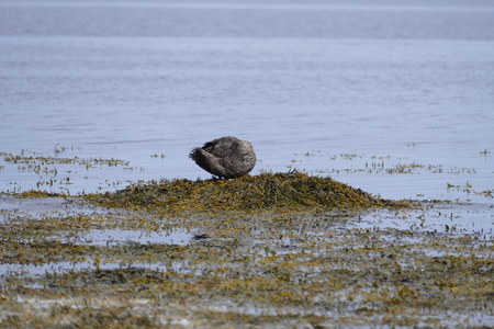 natural water birsd habitat at the sea shore