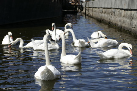 beautiful white swans on a river waterの写真素材