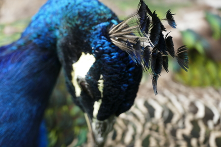 a proud peacock in a chateau gardenの写真素材