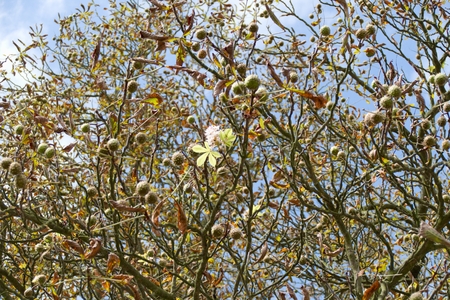 a confused chestnut tree with blossom and fruit together