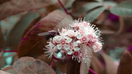 detail of a fly on a white flowerの写真素材