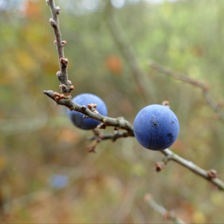 a close detail of a blackthorn berry in a branchの写真素材