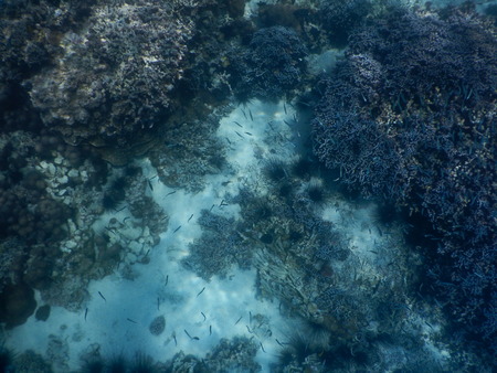 snorcheling on a beautiful colorful coral reef in seaの写真素材
